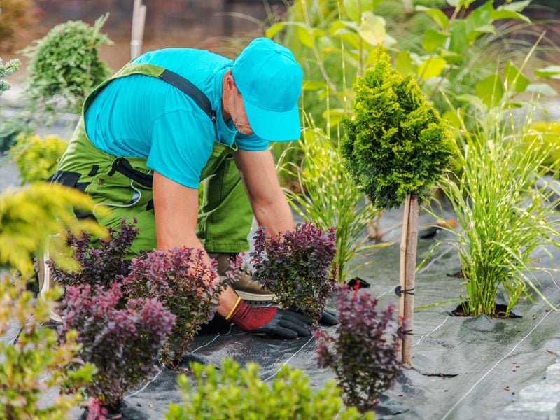 Boost your Curb Appeal with Fall Plantings